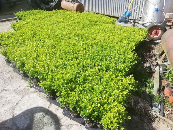 Box Hedging - Main image