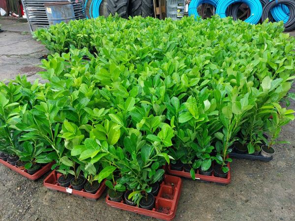 Laurel Hedging - Main image