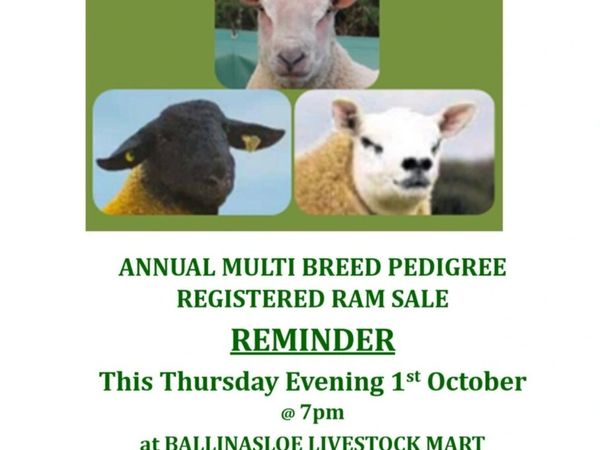 Multibreed Pedigree Ram Sale This Thurs evening - Main image