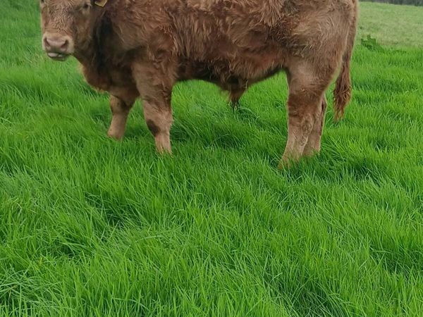 Weanling bulls - Carrigallen Mart 3rd oct - Main image