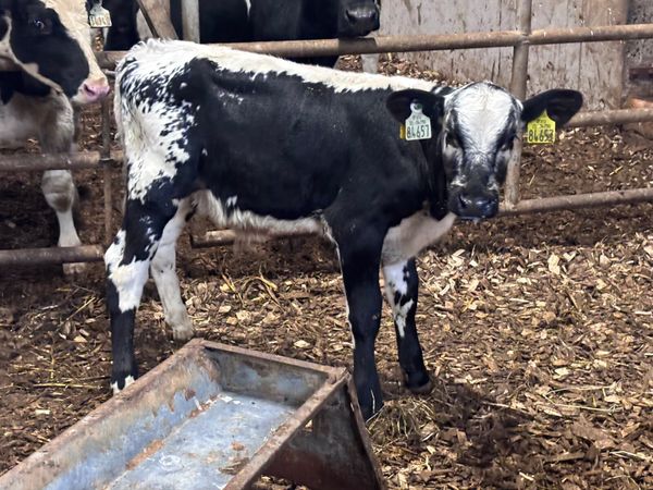 Blue bull calf for sale - Main image