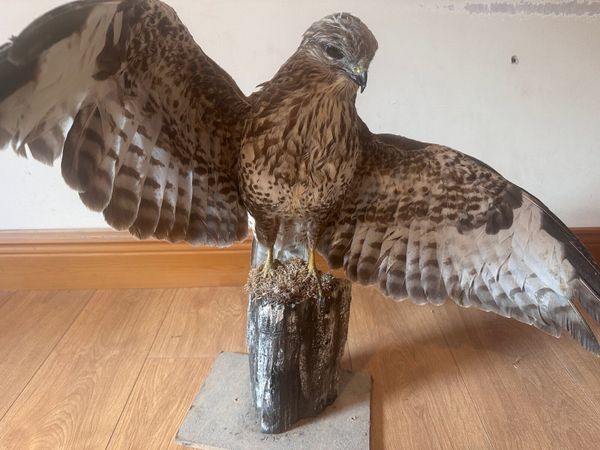 Taxidermy buzzard - Main image