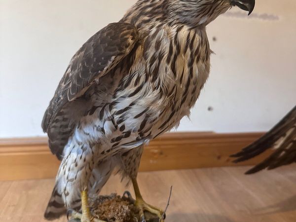 Taxidermy sparrowhawk - Main image