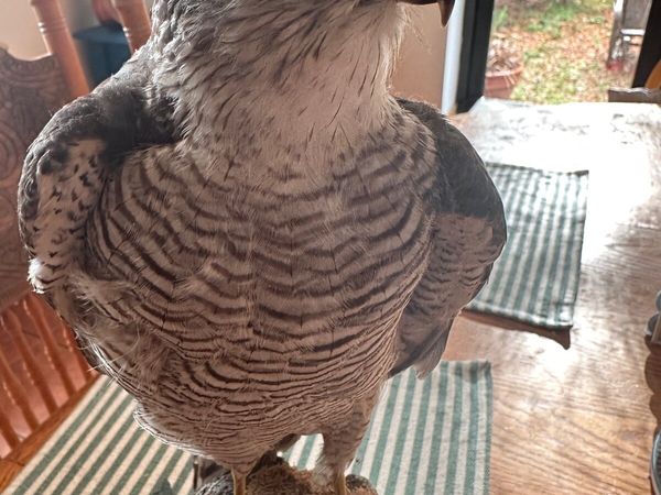Small taxidermy sparrowhawk - Main image