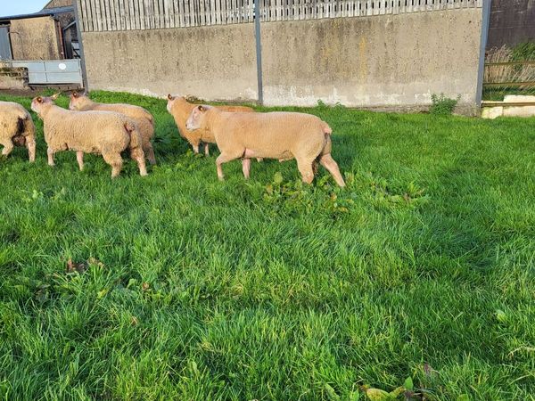Sheep - Main image