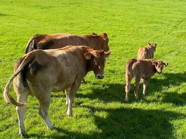 Two lovely lim heifers with bull calfs - Main image