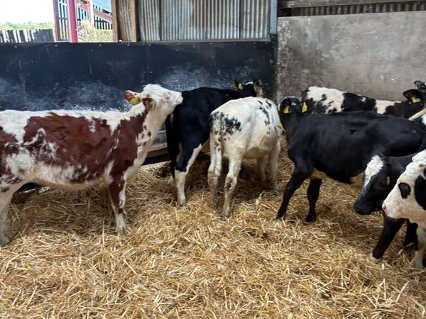 Hereford and blue heifers - Main image