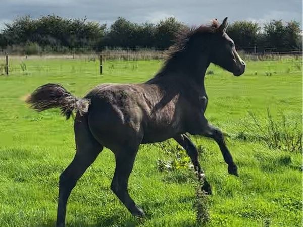 Quality Connemara Colt Foal - Main image