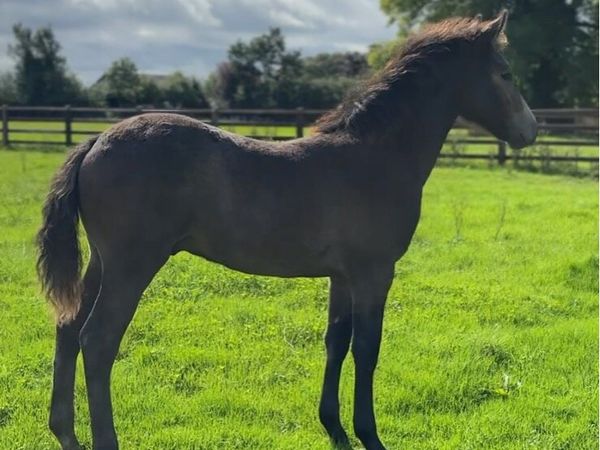 Quality Connemara Colt Foal - Main image
