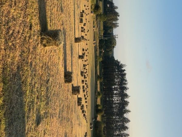 Square bales of hay - Main image
