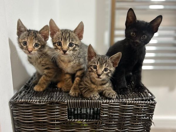 Kittens - Main image