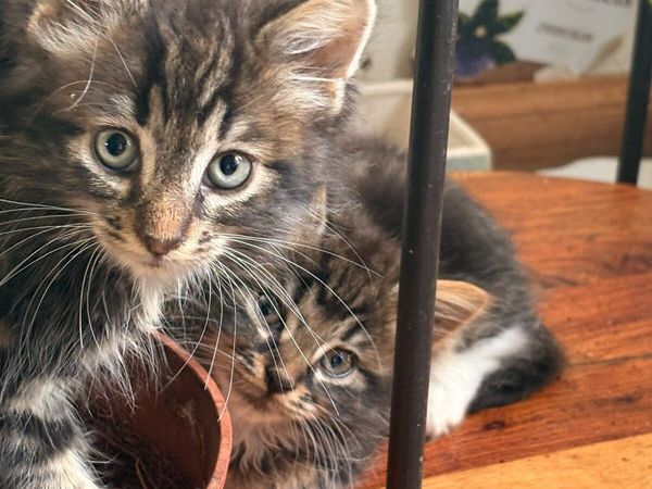 Kittens bengal/Persian mix - Main image