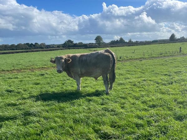 Organic Bullocks x10 - Main image