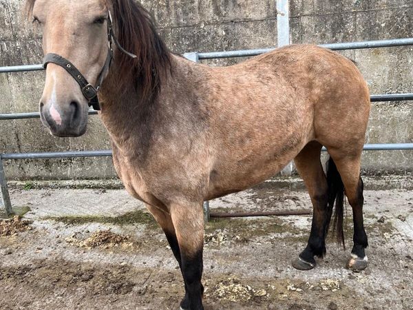 Connemara pony - Main image