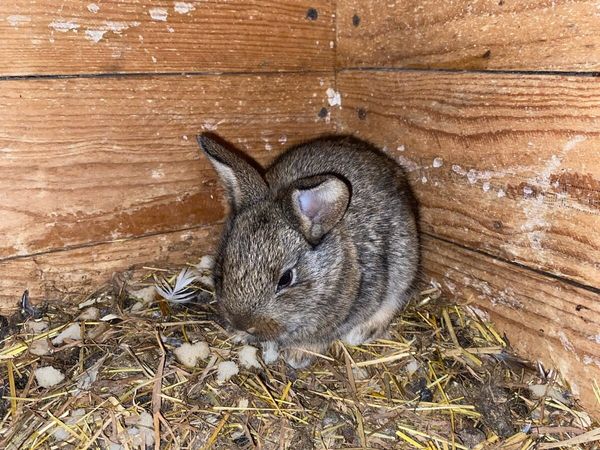 Baby Flemish Rabbits - Main image