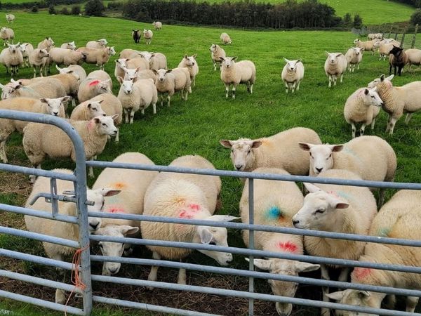 Breeding Ewe Lambs - Ready to Go - Main image