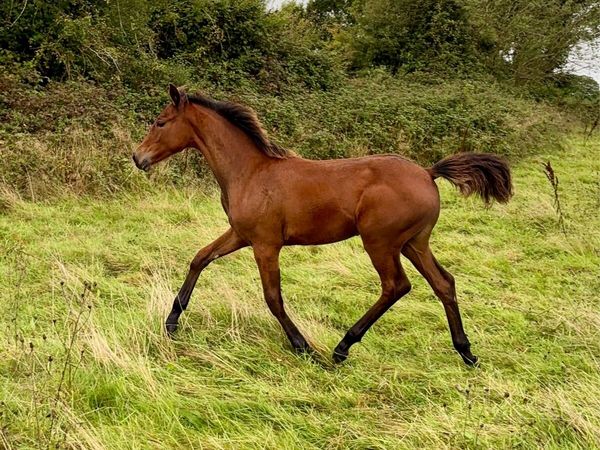 CSF Castlelawn emerald X Quidam De Revel - Main image