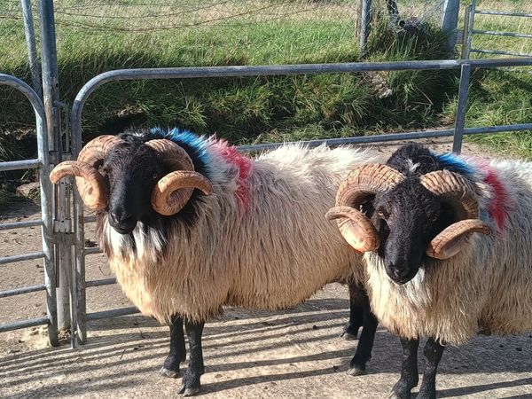 Mayo blackfaced mountain rams - Main image