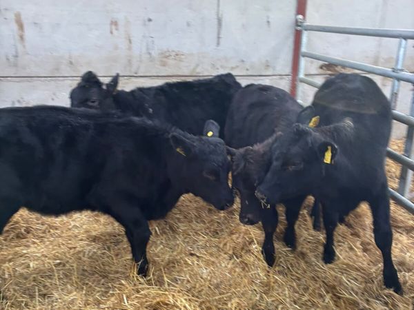 Beef bred Angus heifers - Main image