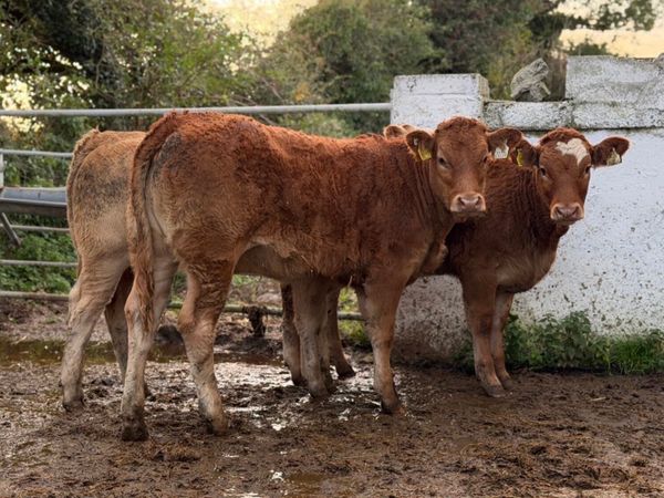 ⭐️3 Smashing Continental Heifer Weanlings⭐️ - Main image