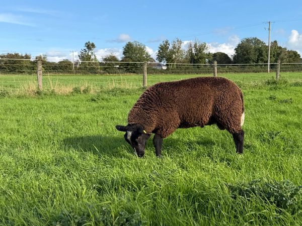 Zwartble Ram Lambs - Main image