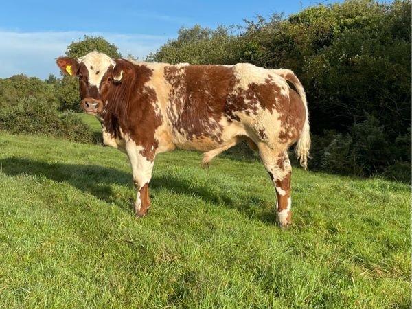 PPS bred bull weanling - Main image