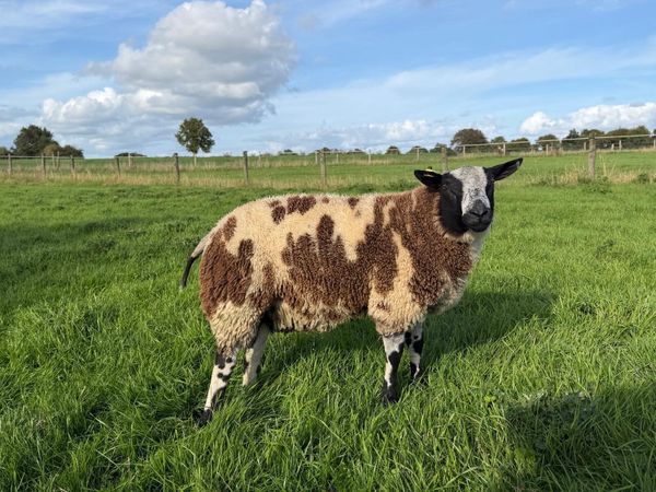 Dutch Spotted Ram lamb - Main image