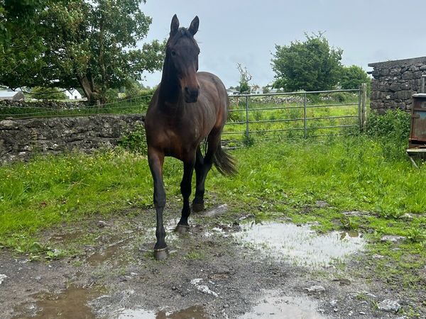3 year old filly - Main image