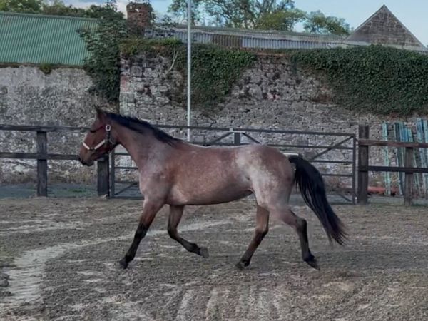 Connemara Pony 2 Year old filly - Main image