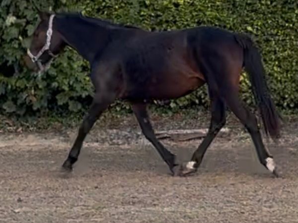 Connemara Pony 2 Year old Filly - Main image