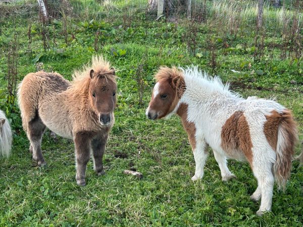 Miniature Shetland Ponies - Main image