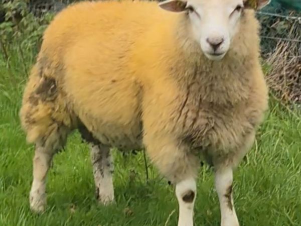 SIS Eligible Pedigree Belclare Lamb €250 - Main image