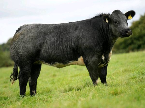 Breeding heifers - Main image