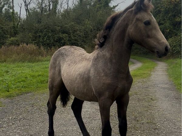 Dun filly foal - Main image