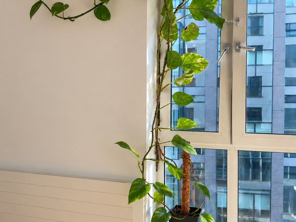 Large money plant - Main image