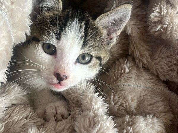 2 month old kitten - Main image