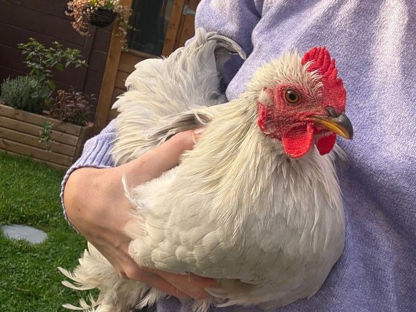 Rooster - Main image