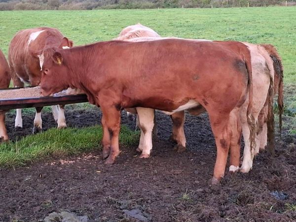 Bulling Heifer Mohill Mart October 3rd - Main image