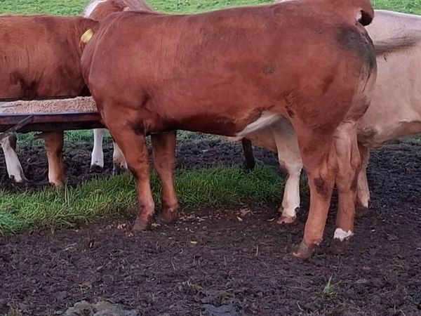 Bulling Heifer Mohill Mart October 3rd - Main image