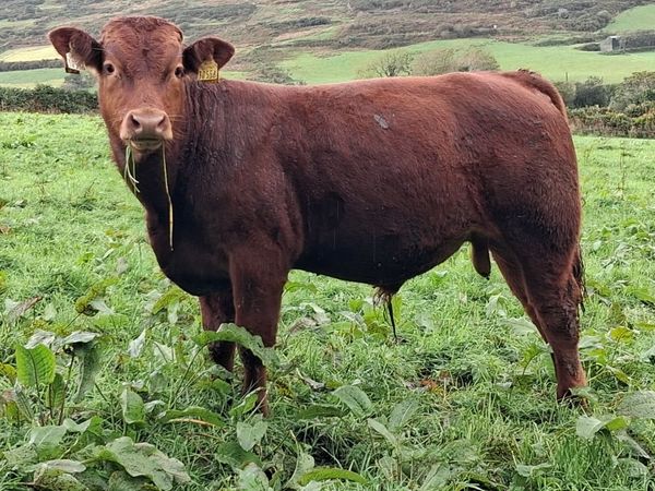 Weanlings selling SKIBBEREEN MART 2/10 - Main image