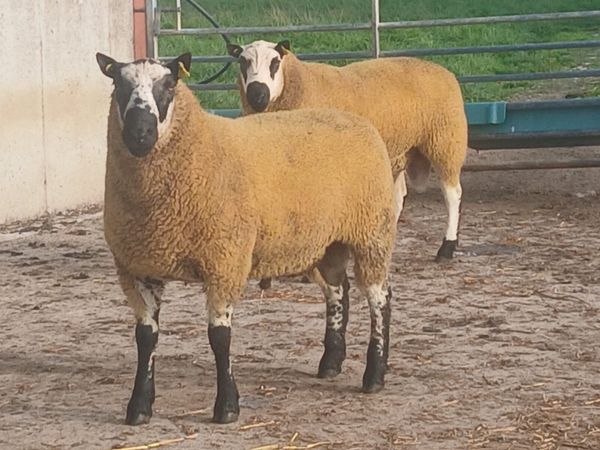 Kerryhill Hogget Rams - Main image
