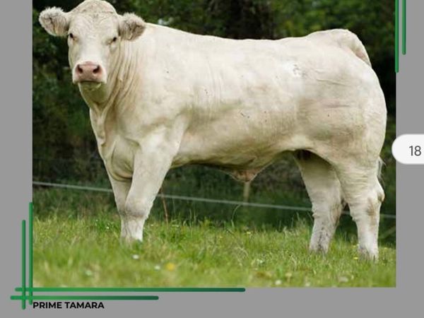Receipient carrying pedigree CHAROLAIS HEIFER - Main image