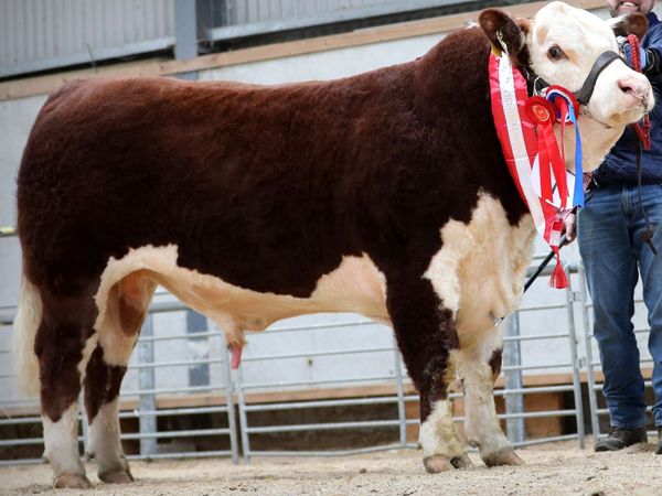 Hereford Autumn Premier Show & Sale - Main image