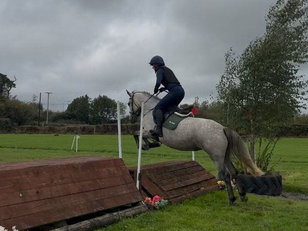 Connemara Pony - Main image