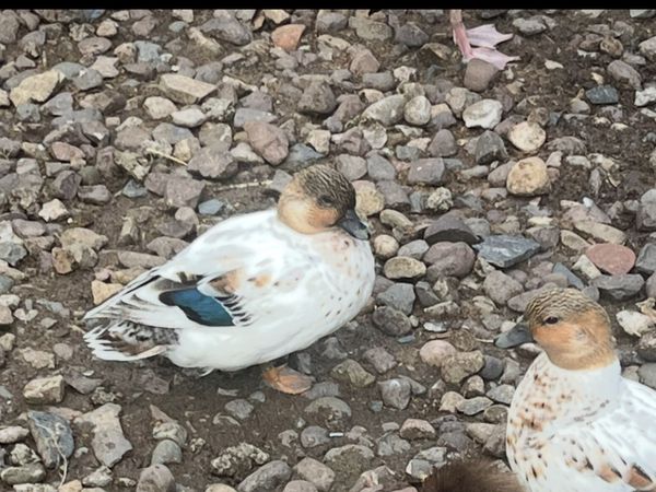 EXHIBITION QUALITY ABACOT CALL DUCKS PAIRS - Main image