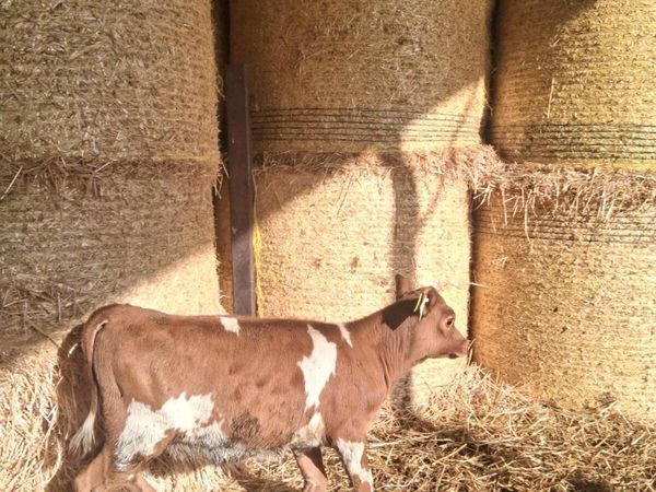 JEX Heifer Calf - Main image