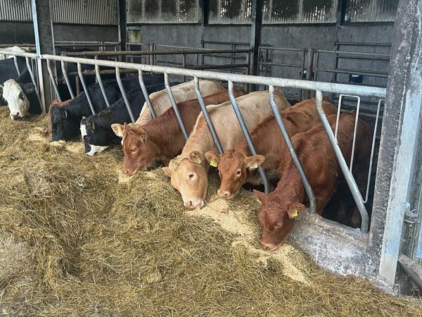 Weanling heifers - Main image