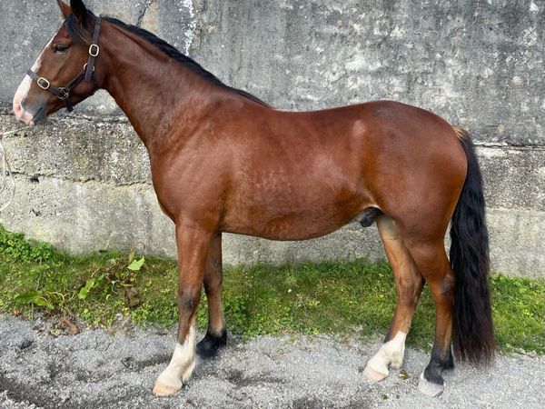 Cracking 148 gelding - Main image