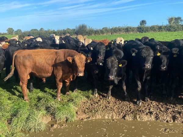 Beef cattle - Main image