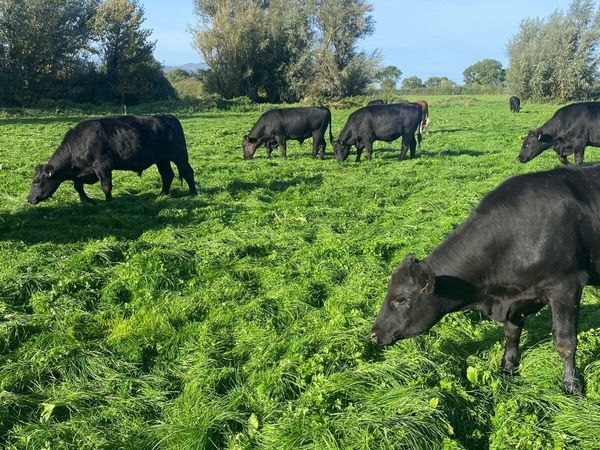 Beef cattle - Main image